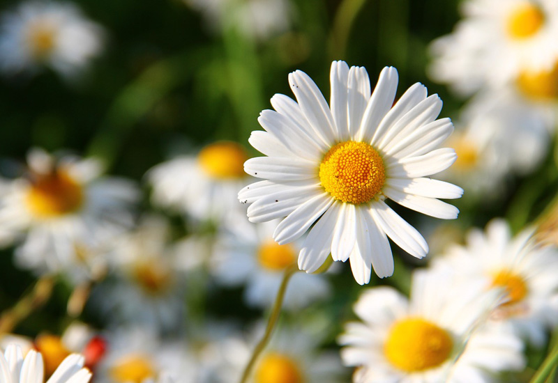 Curabitur vestibulum aliquam leo